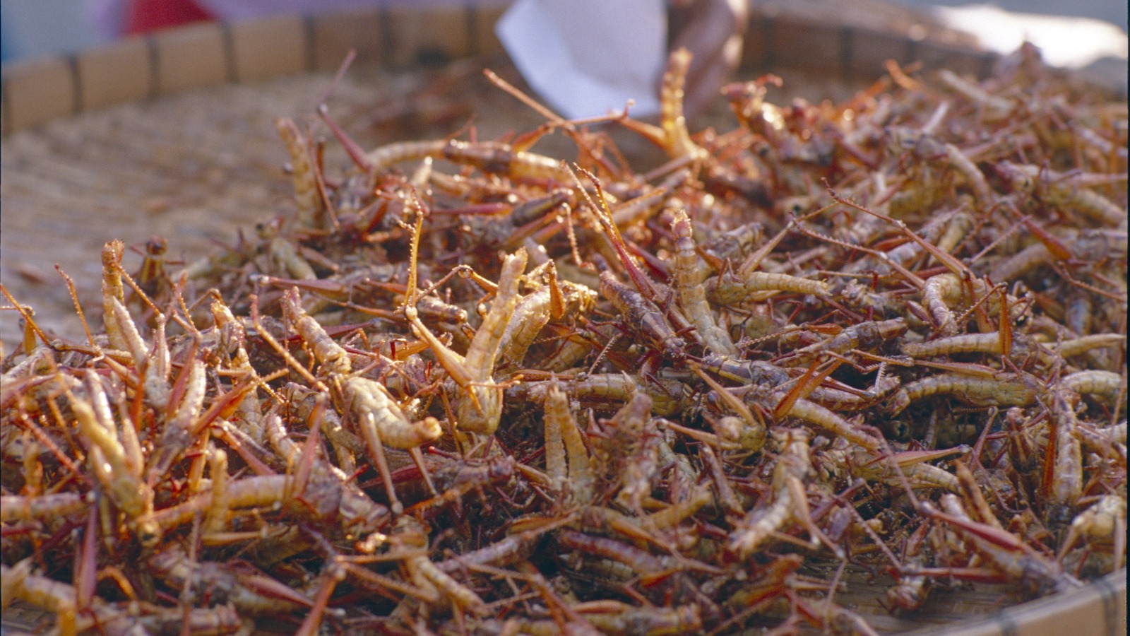 dried grasshoppers