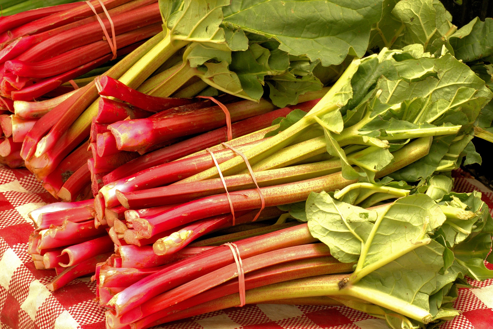 bundles of fresh rhubarb