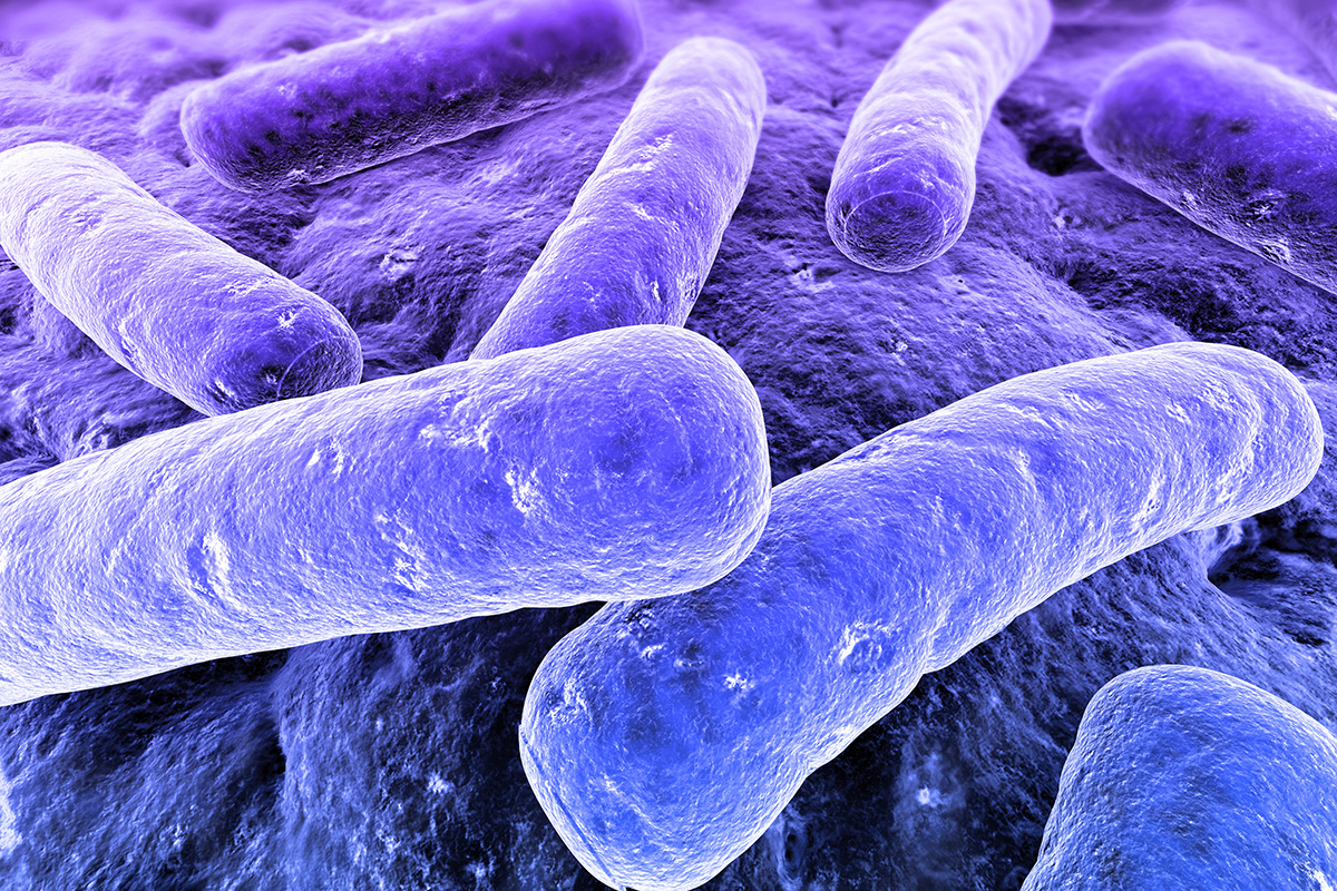 Vibrio parahaemolyticus is a marine Vibrio bacterium