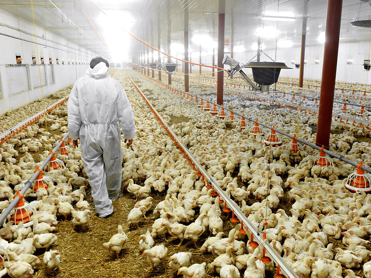 chicken flock