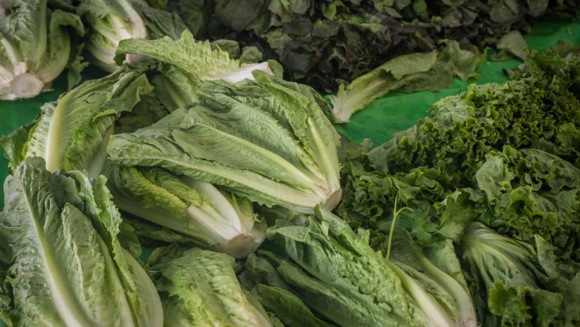 Bundles of lettuce