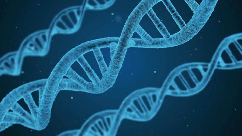 DNA double helix