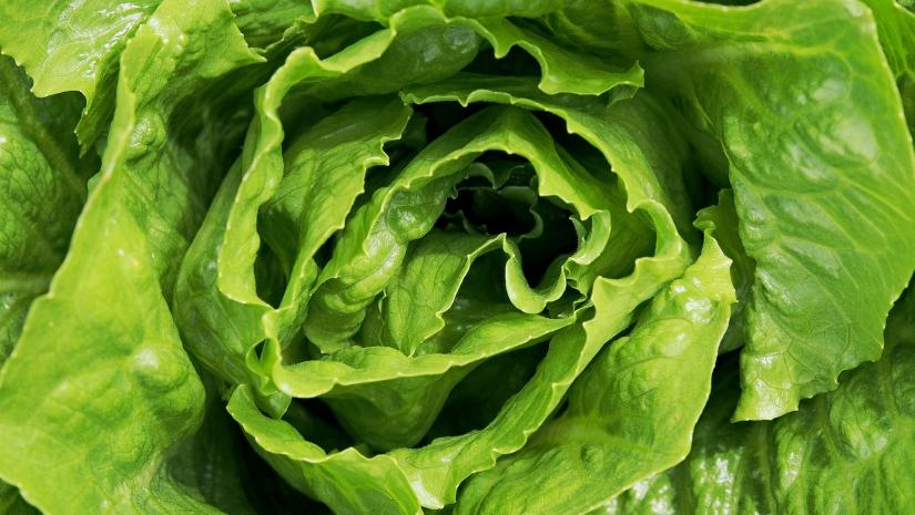 close up romaine lettuce