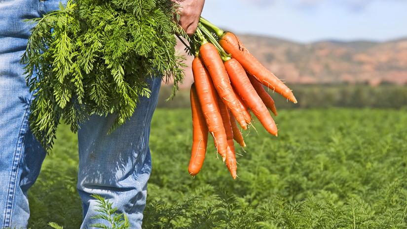 Surplus Food Purchase Program