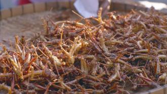 dried grasshoppers