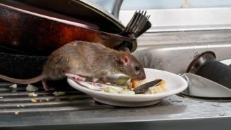 rat on plate