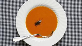 cockroach floating in a bowl of tomato soup