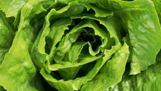 close up romaine lettuce