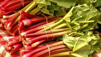 bundles of fresh rhubarb