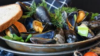 Shellfish Bacteria Outbreak