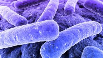 Vibrio parahaemolyticus is a marine Vibrio bacterium