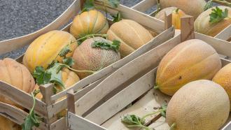 Cantaloupe Melon Salmonella Outbreak