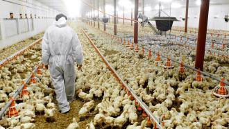 New Method To Detect Campylobacter in Chicken Flocks