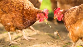 Study identifies chicken genes resistant to harmful bacteria