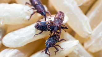 How to prevent and eliminate weevils in your food business