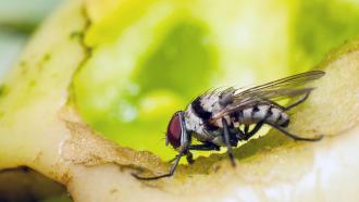 Fly feeding on rotting tomato